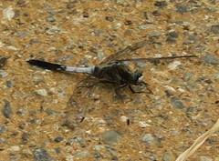 Orthetrum albistylum speciosum