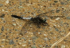 Orthetrum albistylum speciosum