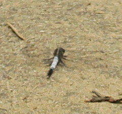 Orthetrum albistylum speciosum