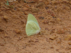 Catopsilia florella