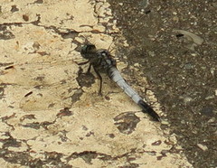Orthetrum albistylum speciosum
