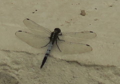 Orthetrum albistylum speciosum