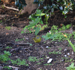 Crithagra scotops umbrosa