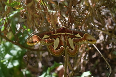 Rothschildia jacobaeae
