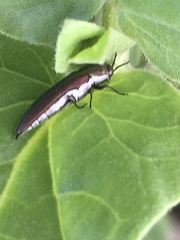 Agrilus rubrovittatus