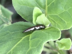 Agrilus rubrovittatus