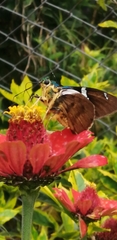 Astraptes