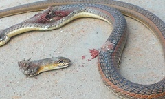 Psammophis