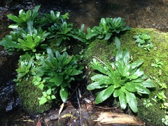 Micranthes micranthidifolia