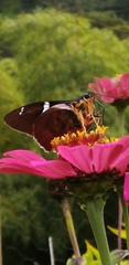 Astraptes