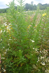 Spiza americana