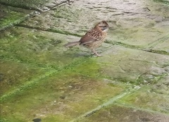 Zonotrichia capensis