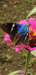 Astraptes