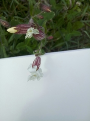 Silene latifolia
