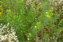 Spiza americana