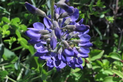 Baptisia australis aberrans