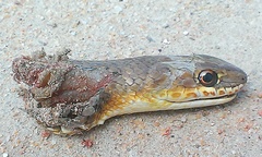 Psammophis