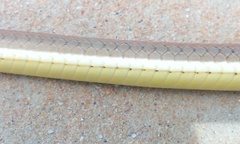 Psammophis