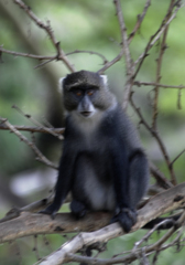 Cercopithecus mitis albogularis