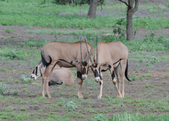 Oryx beisa callotis