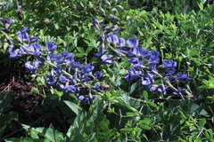 Baptisia australis aberrans