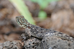 Agama lionotus