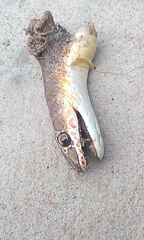 Psammophis