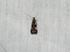 Dichomeris ochripalpella