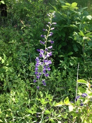 Baptisia australis aberrans