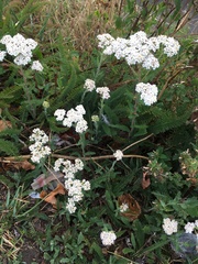 Achillea millefolium