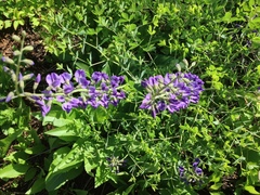 Baptisia australis aberrans