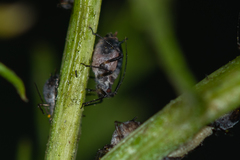 Metopeurum fuscoviride