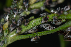 Metopeurum fuscoviride