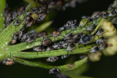 Metopeurum fuscoviride