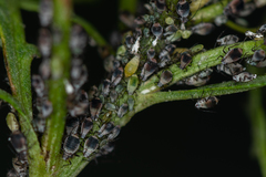 Metopeurum fuscoviride