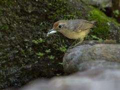 Dysithamnus mentalis