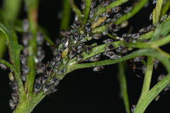 Metopeurum fuscoviride