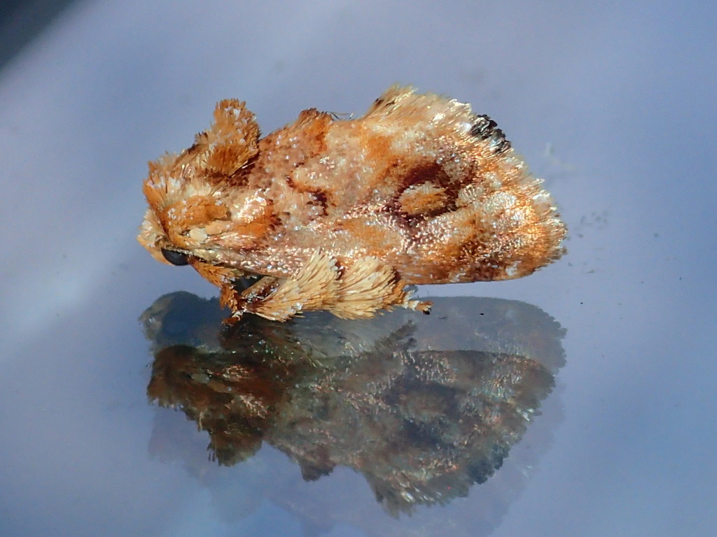 Isochaetes