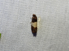 Epiblema tripartitana