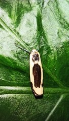 Thysanoptyx incurvata