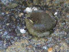Dysithamnus mentalis