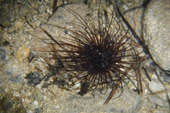 Pachycerianthus solitarius