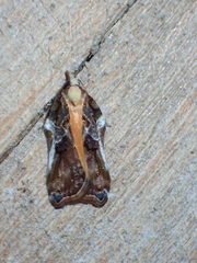 Acleris cristana