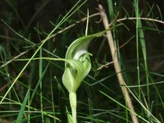 Pterostylis falcata
