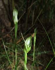 Pterostylis falcata