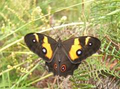 Tisiphone abeona albifascia