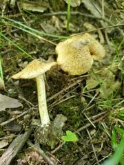 Inocybe dulciolens