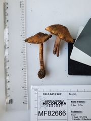Inocybe dulciolens