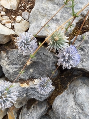 Echinops adenocaulos