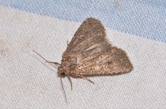 Hypoperigea tonsa